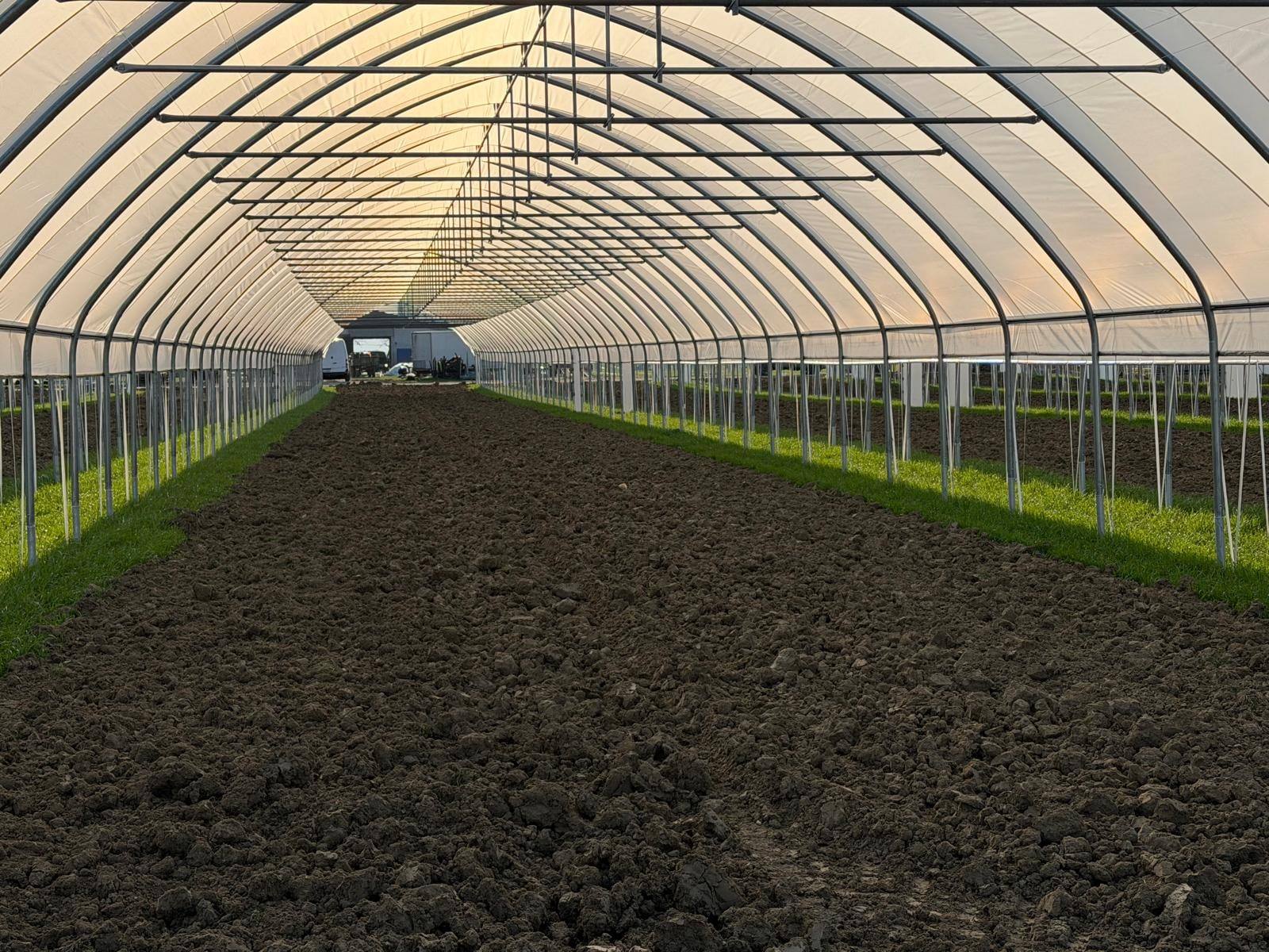 Wnętrze tunelu pojedynczego z przygotowaną glebą pod maliny