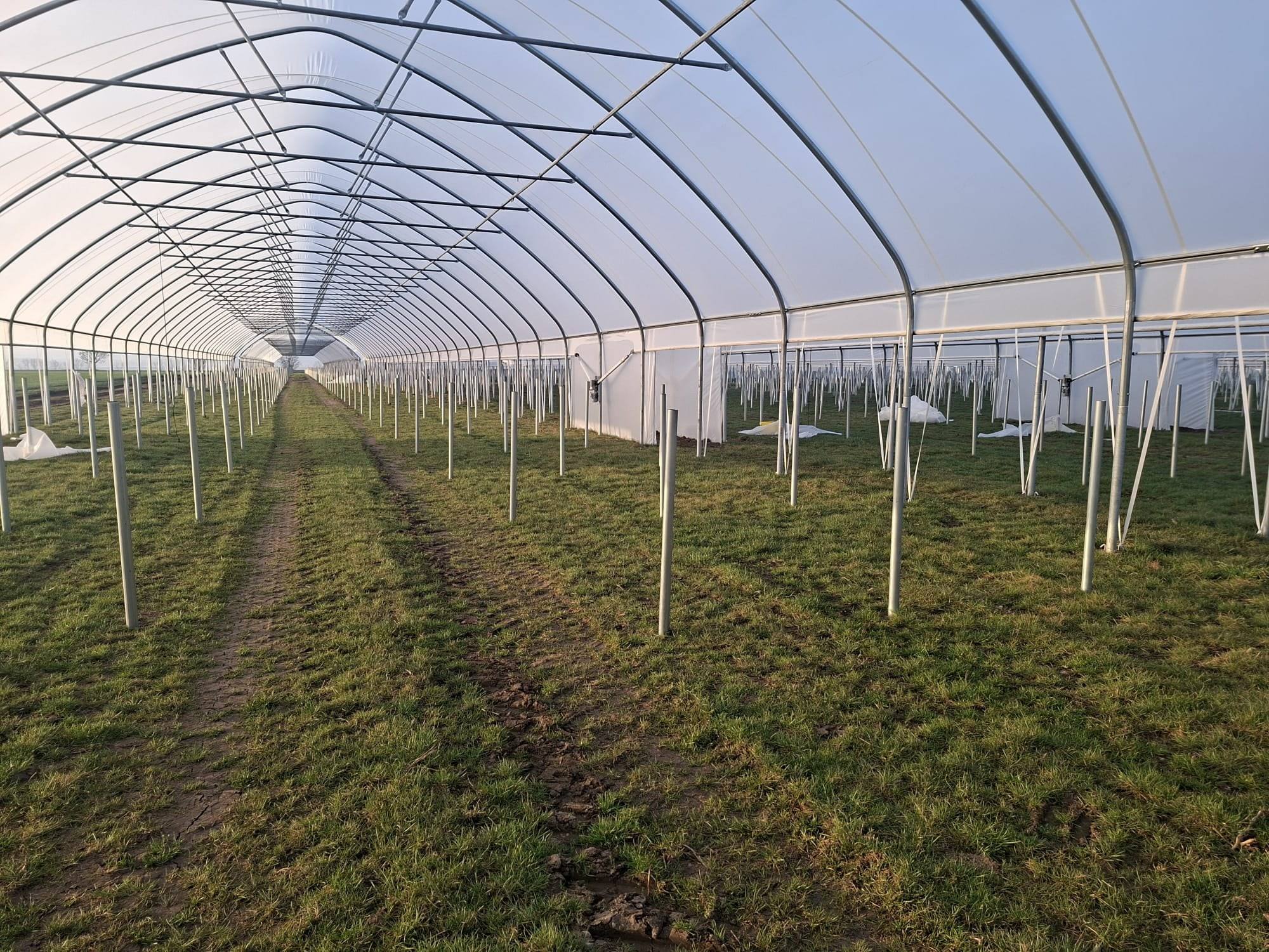 Blick in ein Tunnelschiff mit Pfostenreihen auf Gras