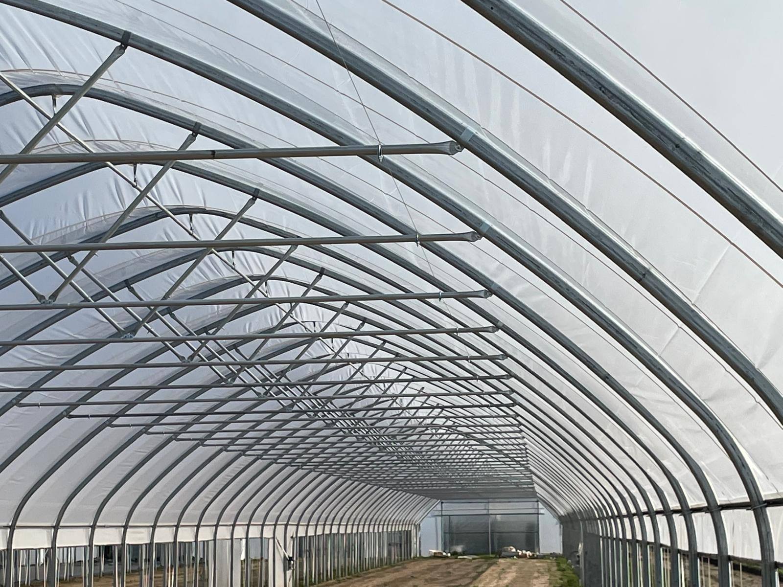Wnętrze tunelu pojedynczego pod uprawę malin