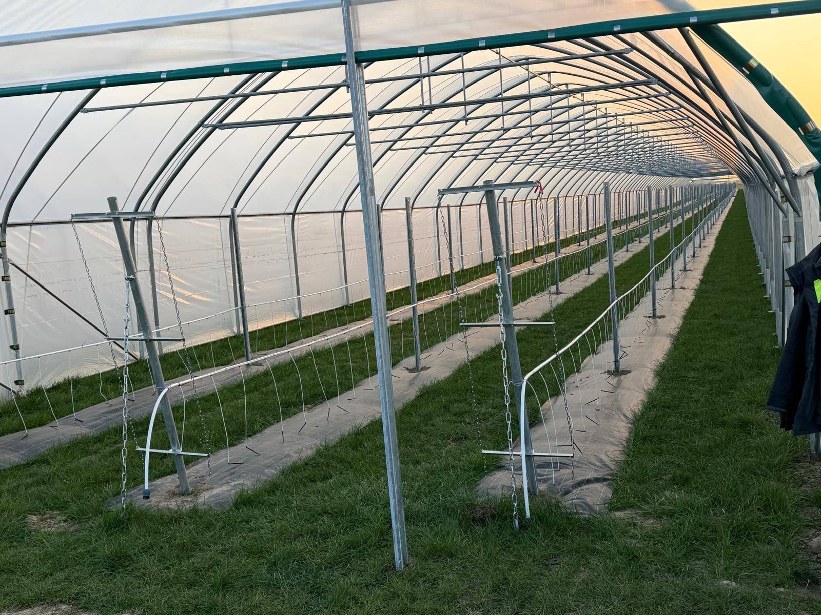 Innenansicht eines Folientunnels mit Reihen von Stützgerüsten über den Beeten