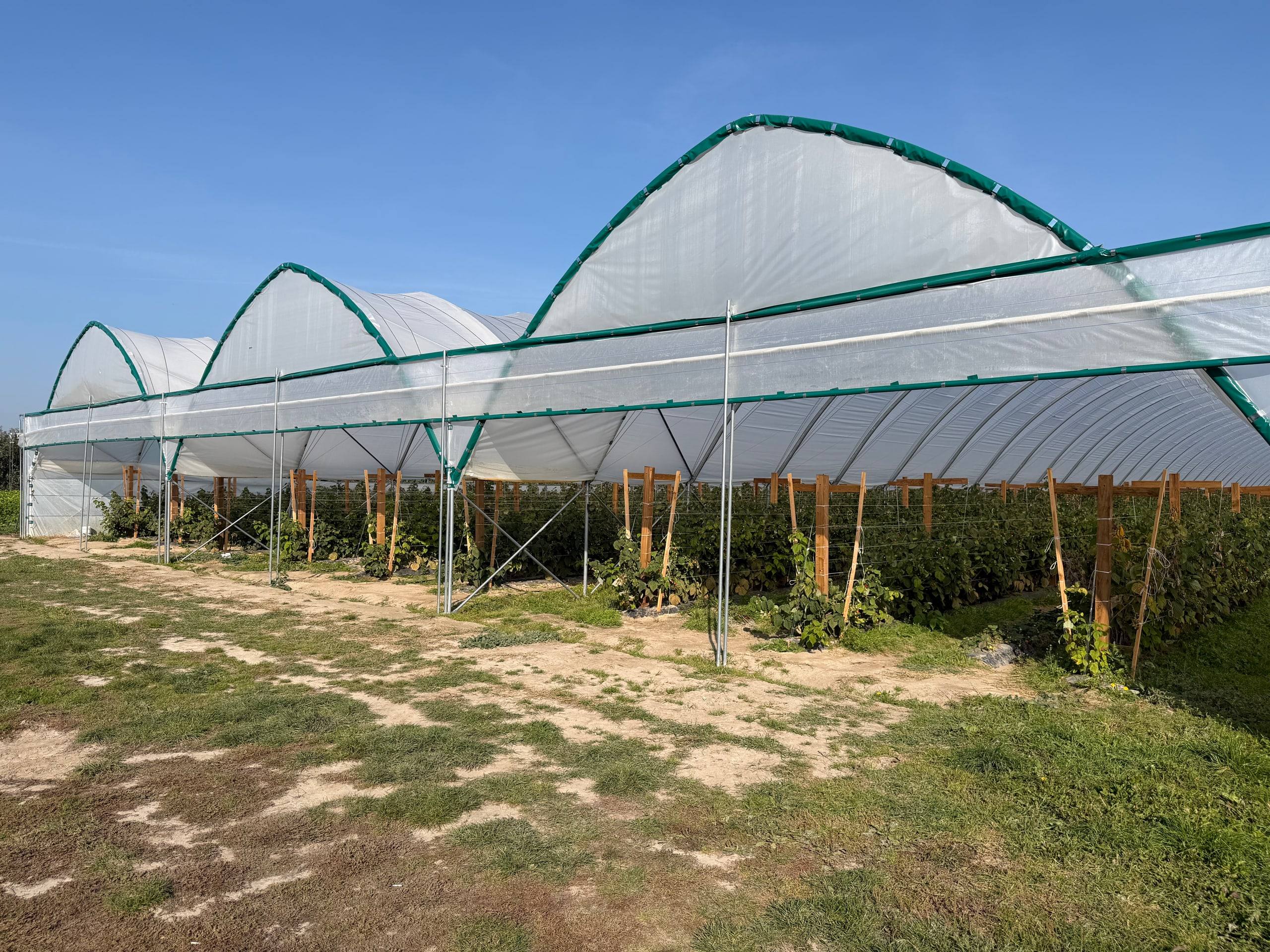 Tunel zblokowany z kilkoma nawami pod folią nad plantacją malin