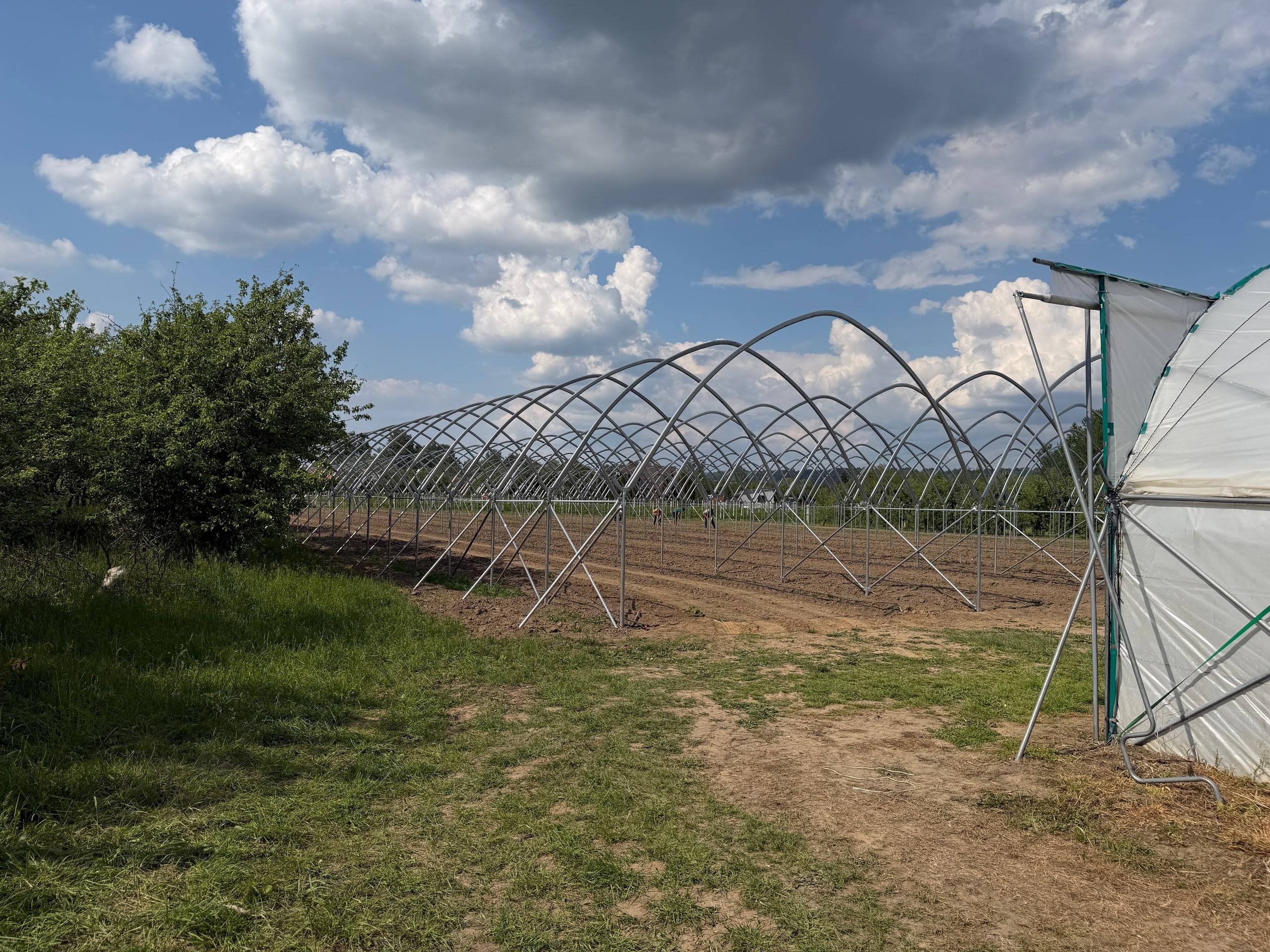 Szkielet wielonawowego tunelu w trakcie budowy na polu obok krzewów