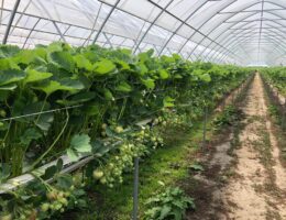 wh-substrate wh-substrate